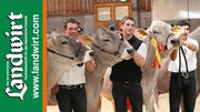 Bundesbraunviehschau 2011