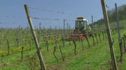 Die Arbeiten im Weinberg - Fr�hjahr