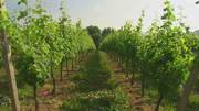 Die Arbeiten im Weinberg - Sommer