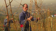 Die Arbeiten im Weinberg - Winter