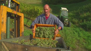 Die Arbeiten im Weinberg - Herbst