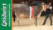 105 Jahre Tiroler Braunvieh