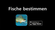 Fische bestimmen App