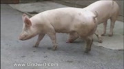 Ferkelerzeugerbetrieb Telser