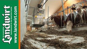 Schauer Transfeed