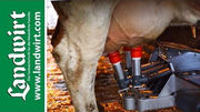 Automatisiertes Melken - Maximaler Arbeitskomfort bei höchstem Tierwohl