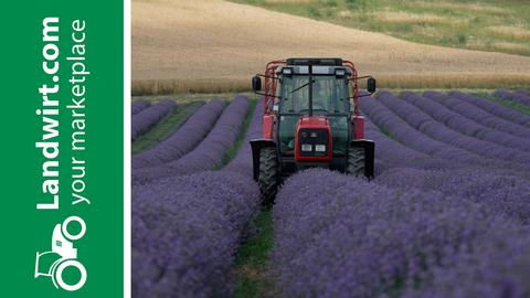 Lavendelernte in Österreich | landwirt.com
