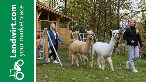 Alpakawirtschaft in der Fachschule Großlobming | landwirt.com