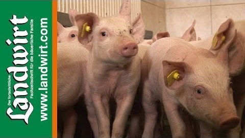 Schweinezuchtbetriebe Pruckner und Sieder