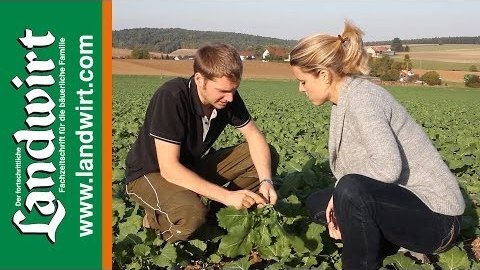 Bestandsentwicklung von Strip-Till Raps