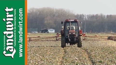 Stängelschädlinge bei Raps