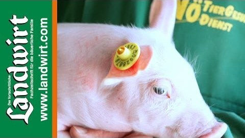 Elektronische Ohrmarken für Schweine